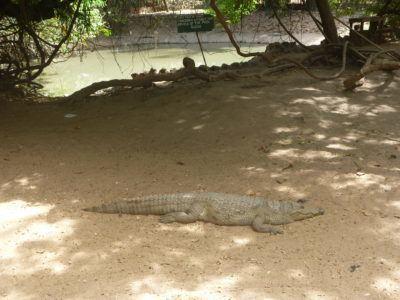 Stroking Crocodiles at Kachikally Pool, Bakau, The Gambia A crocodile at Kachikally