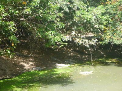 Stroking Crocodiles at Kachikally Pool, Bakau, The Gambia Kachikally Crocodile is sacred