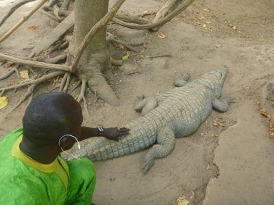 Stroking Crocodiles at Kachikally Pool, Bakau, The Gambia Stroking Crocodiles at Kachikally Pool, Bakau, The Gambia