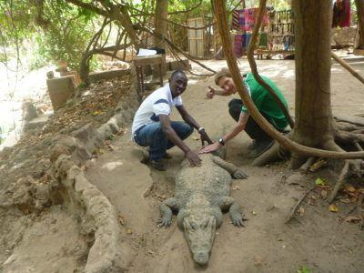 Stroking Crocodiles at Kachikally Pool, Bakau, The Gambia Moses Bajo and I, stroking the crocodile!