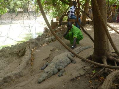 Stroking Crocodiles at Kachikally Pool, Bakau, The Gambia Zachariah Stroking Crocodiles at Kachikally Pool, Bakau, The Gambia
