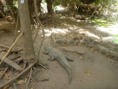 Stroking Crocodiles at Kachikally Pool, Bakau, The Gambia Sorry mate, I didn't even see you!