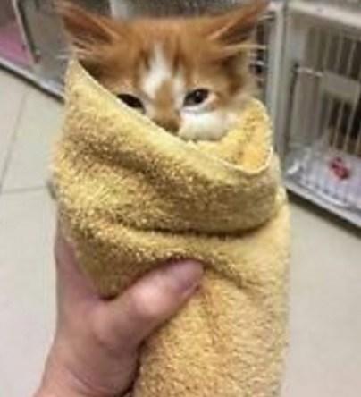 Top 10 Tasty Cats That Look Like Foods Cat Looks Like a Mexican Burrito