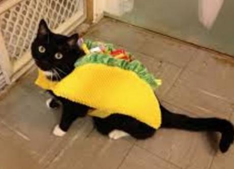 Top 10 Tasty Cats That Look Like Foods Cat Looks Like a Taco