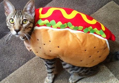 Top 10 Tasty Cats That Look Like Foods Cat Looks Like a Hot Dog