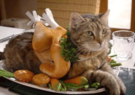 Top 10 Tasty Cats That Look Like Foods Top 10 Tasty Cats That Look Like Foods