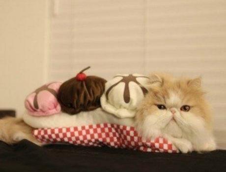 Top 10 Tasty Cats That Look Like Foods Cat Looks Like a Banana split