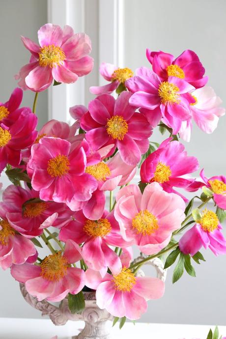 Spring Favorite: Peony Bloom Spring Favorite: Peony Bloom