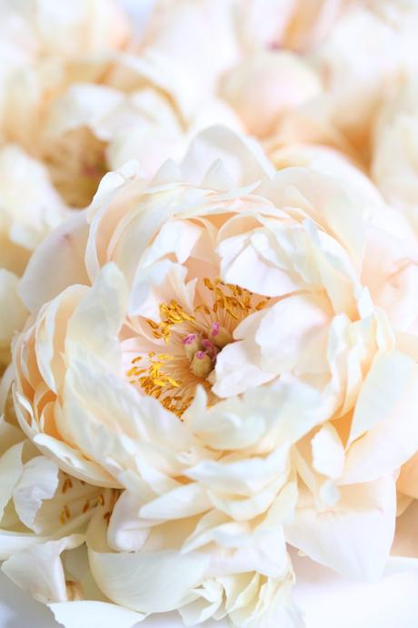 Spring Favorite: Peony Bloom Spring Favorite: Peony Bloom