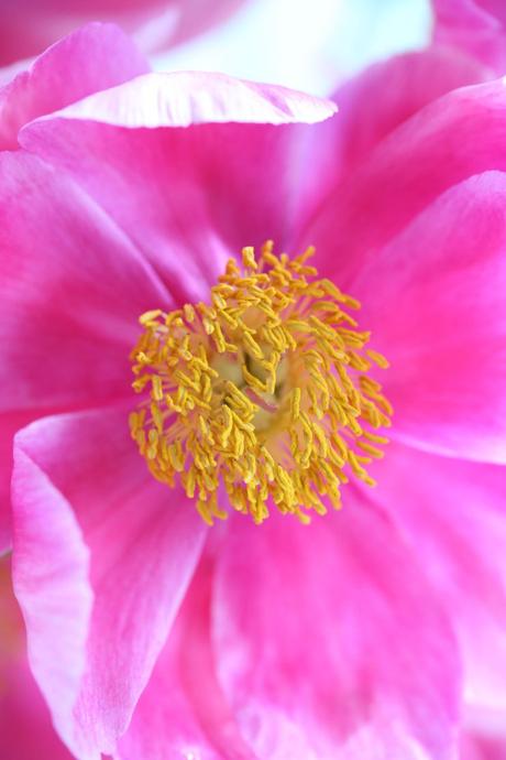 Spring Favorite: Peony Bloom Spring Favorite: Peony Bloom
