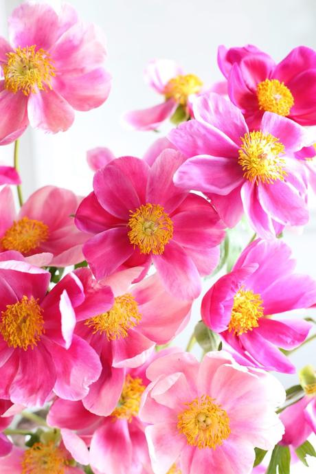 Spring Favorite: Peony Bloom Spring Favorite: Peony Bloom