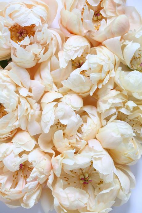 Spring Favorite: Peony Bloom Spring Favorite: Peony Bloom