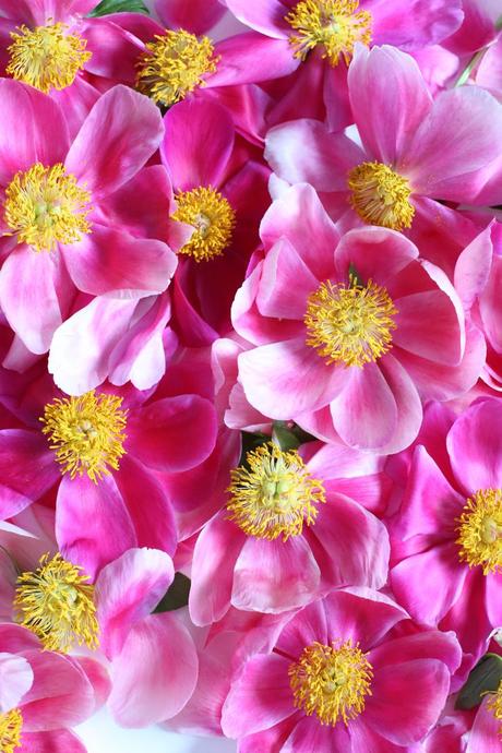 Spring Favorite: Peony Bloom Spring Favorite: Peony Bloom