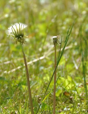 Dandelions Remind Me . . . Dandelions Remind Me . . .