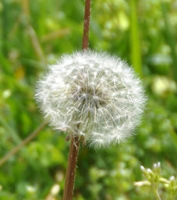 Dandelions Remind Me . . . Dandelions Remind Me . . .