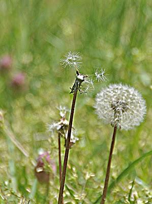 Dandelions Remind Me . . . Dandelions Remind Me . . .