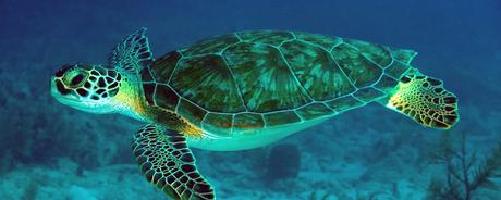 Lets Learn about Green sea turtles. Lets Learn about Green sea turtles.
