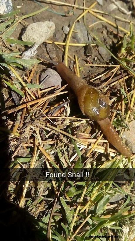 Found Snail
