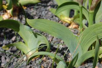 Iris aphylla Leaf (23/04/2016, Kew Gardens, London)