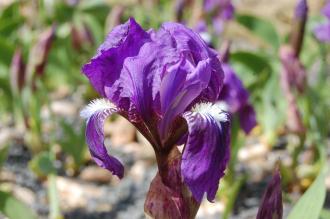 Iris aphylla Flower (23/04/2016, Kew Gardens, London)