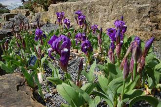 Iris aphylla (23/04/2016, Kew Gardens, London)