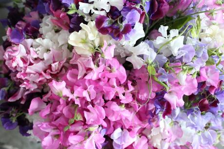 Sweet Pea Arrangement Sweet Pea Arrangement