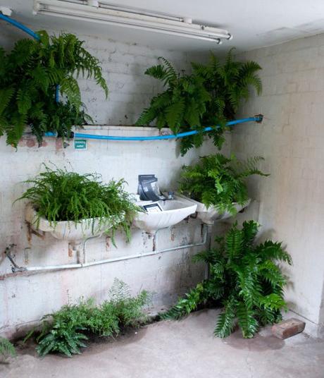 Inner Temple Garden Anmnarose's fernery in the toilet 3