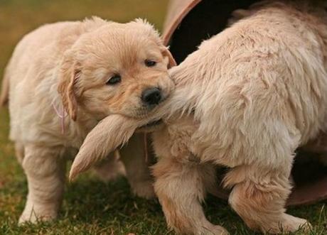 Top 10 Friendly Dogs With Terrible Friends Dog With a Bad Friend