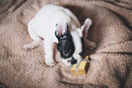 AMERICANS LAVISHING ‘GUILT’ TREATS ON NEGLECTED PETS AMERICANS LAVISHING ‘GUILT’ TREATS ON NEGLECTED PETS
