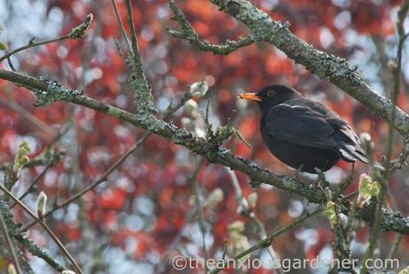 Male blackbird 2