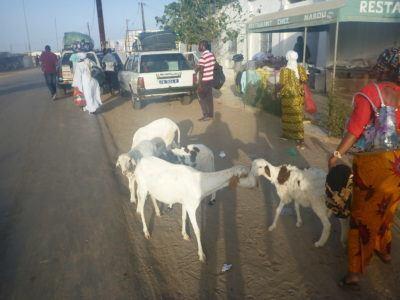 World Borders: My Crazy Adventure from Dakar in Senegal to Serrekunda, The Gambia Goats on the road between Foundiougne and Karang