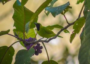 The Three Faces of Brunei Bornean Leaf Bird, Top Attractions in Brunei Tourist Areas