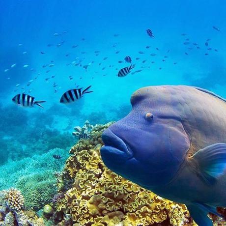 This Is The Side Of The Great Barrier Reef The Government Doesn’t Want You To See – BuzzFeed News This Is The Side Of The Great Barrier Reef The Government Doesn’t Want You To See – BuzzFeed News