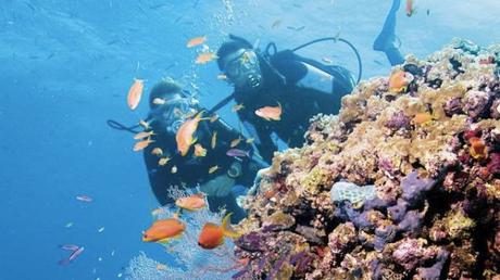This Is The Side Of The Great Barrier Reef The Government Doesn’t Want You To See – BuzzFeed News This Is The Side Of The Great Barrier Reef The Government Doesn’t Want You To See – BuzzFeed News