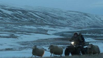193. Icelandic director Grímur Hákonarson’s film “Hrútar” (Rams) (2015), based on his own original screenplay: Unusual tale of sibling hatred and bonding 193. Icelandic director Grímur Hákonarson’s film “Hrútar” (Rams) (2015), based on his own original screenplay: Unusual tale of sibling hatred and bonding