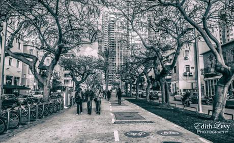 Tel Aviv, Israel, Rothschild Blvd, walking, path, trees, bike lane, black & white, monochrome