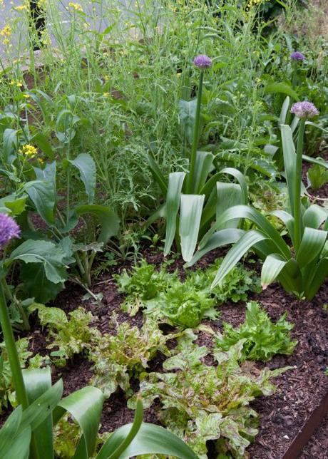 Front garden lettuce bed with alliums and mustard leaves