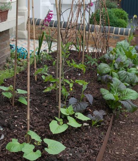 Front garden veg bed with runner beans and tomatoes