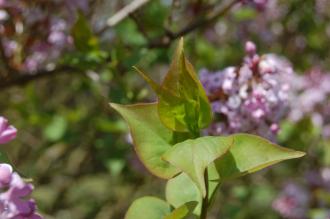 Syringa oblata Leaf (23/04/2015, Kew Gardens, London)