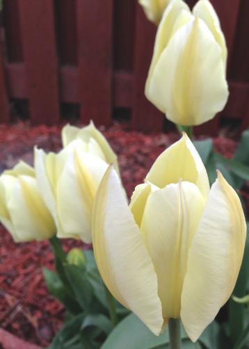 Into the Garden : Tulips