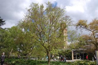 Betula davurica (23/04/2016, Kew Gardens, London)