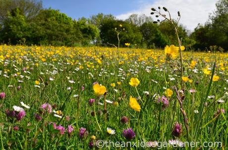 Wildflowers On The South Downs Flower Meadow South Downs (2)
