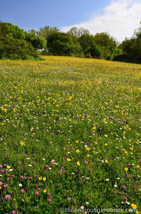 Wildflowers On The South Downs Flower Meadow South Downs (1)