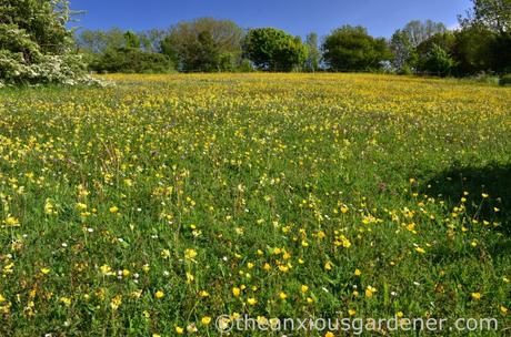 Wildflowers On The South Downs Flower Meadow South Downs (3)