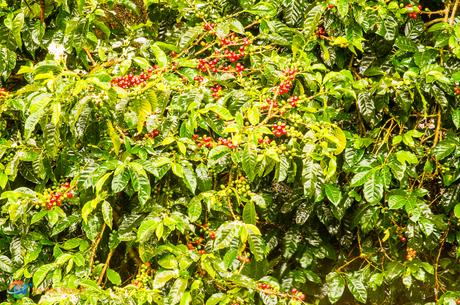 Ripening coffee beans that taste fantastic right off of the plant.