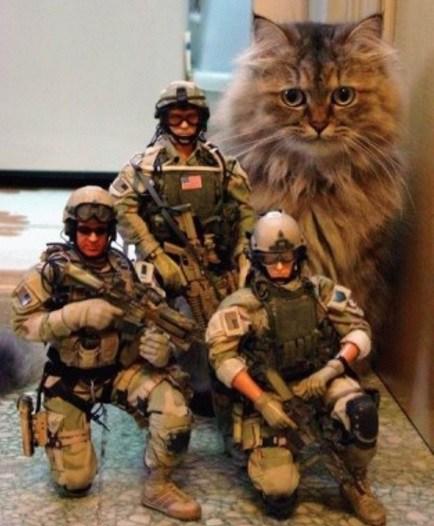 Top 10 Super Tough & Fully Trained Army Cats - Paperblog