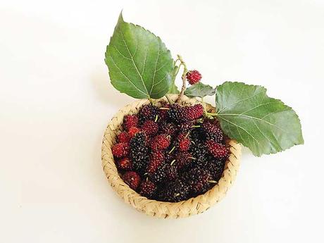 Mulberry Extract for Bleaching Skin