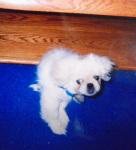 The earliest picture of Ming as a pup.