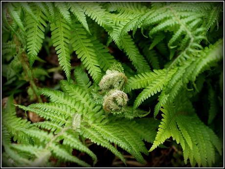 Ferns and Lysimachia