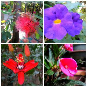 2016 D’Farm & Park Masinloc, Zambales VeiledMusings Flowers